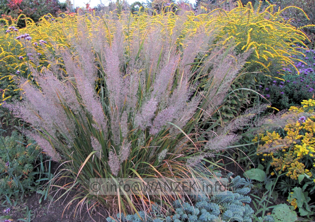 Calamagrostis brachytricha - Solitaer Ausschnitt.jpg
